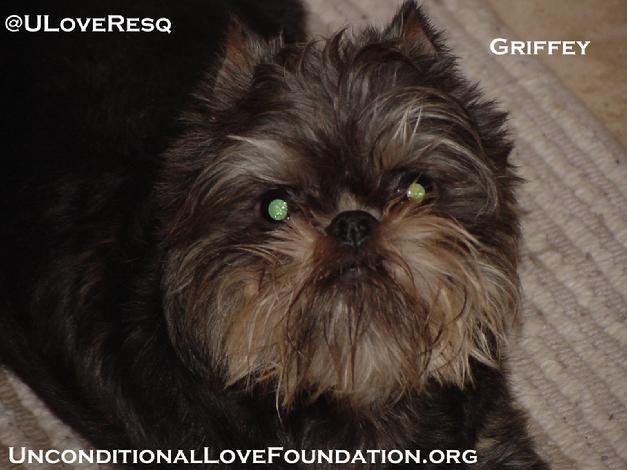 puppy mill dog auction puppymill brussels griffon animal welfare animal cruelty animal neglect mill rescue