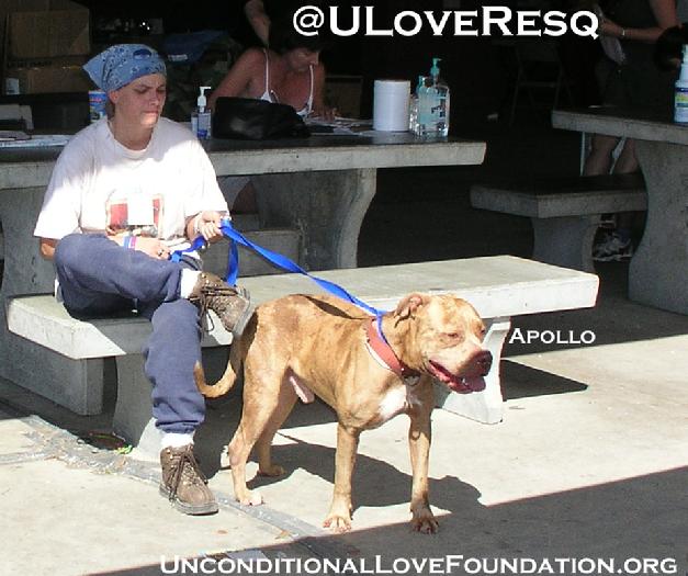 disaster relief emergency hurricane katrina donate animal rescue