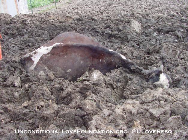 cattle neglect dead cows animal cruelty animal neglect 