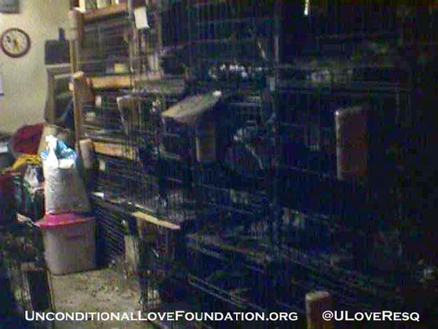 puppy mill puppymill shut down dogs removed stop puppymills